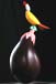 aubergine