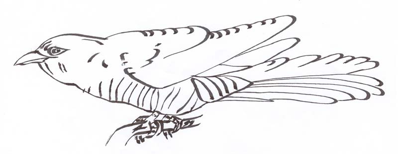 pentekening van een koekoek, &copy; Andr&eacute; Boone