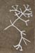 evolutionary tree of Darwin