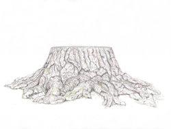 tekening van een oude boomstronk van een Schietwilg met als titel &Uuml;ber meiner M&uuml;tze nur die Sterne
